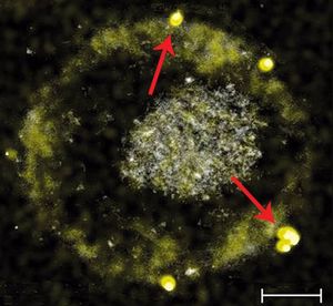 Ученые открыли бактерию, способную извлекать из руды золото