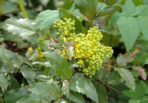 Магония (Mahonia)