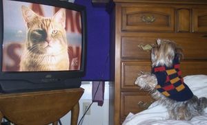 Английские собаки полюбили ТВ