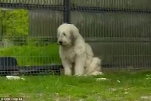 Трогательная история. В Румынии собака пять лет ждет своего умершего хозяина
