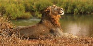 Львы в Южной Африке съели браконьера, оставив лишь голову