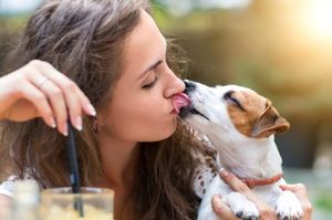 7 причин, почему ваша собака лижет вас