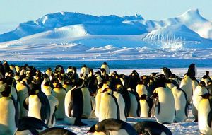 Руководство туризма в Антарктиде убеждает путешественников не кормить пингвинов