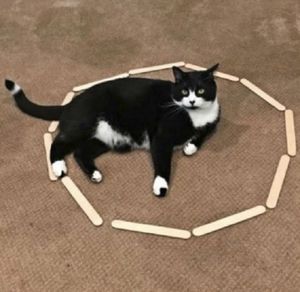Смешные кошки, нашедшие гармонию внутри круга (11 фото)
