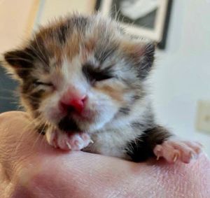 Семейная пара подарила новую жизнь котёнку, рождённому с заячьей губой