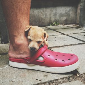 Как бросить офисную жизнь и стать хозяином собаки-блогера