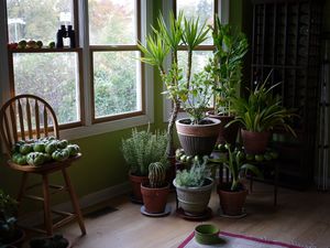 Если не хочешь навлечь беду в дом, значит, не заводи эти растения в своей квартире