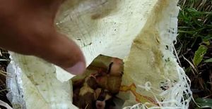Щеночка с пуповиной нашли в мешке из-под картошки…