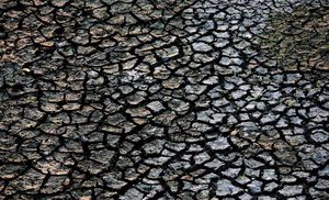 Беспрецедентная засуха в Палм-Бич