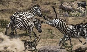 Уникальные снимки неудачной охоты леопарда