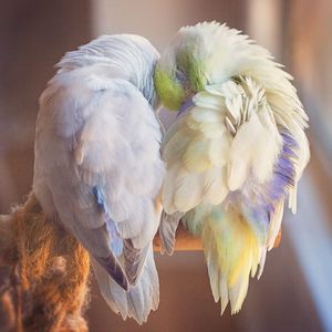 История любви попугаев растопит ваше сердечко!