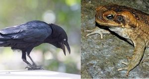 Вороны научились безопасному способу поедания ядовитых жаб