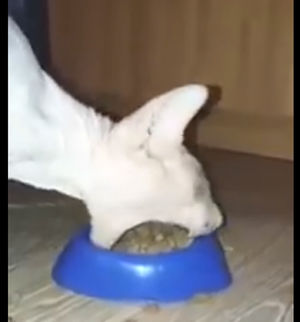 Вы не поверите своим глазам когда увидите, как именно этот кот ест корм!