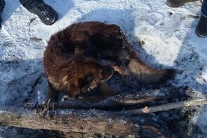 Рыбаки спасли примерзшую ко льду собаку в Барнауле