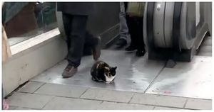 В Турции невозмутимый кот заблокировал выход с эскалатора