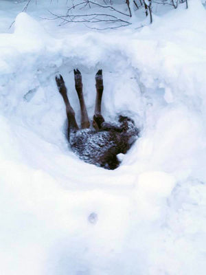 Три ноги торчало из-под снежной глади… Мужчина остановил грузовик и принялся копать!