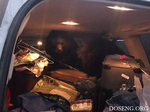 Три медведя в машине как напоминание о необходимости запирать авто