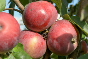 Яблони новых поздних сортов в моем северном саду