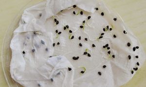 Посадка лука-порея – подготавливаем семена и выращиваем рассаду + Видео