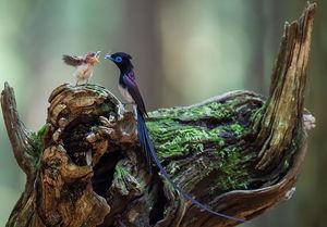 25 трогательных фотографий птиц, заботящихся о своих птенцах