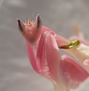 ТЕРЕМОК. Розовые животные. Орхидейный богомол