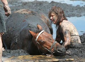 Этот конь тонул в трясине, но его хозяйка спасла своего любимца