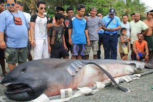На пляж Филиппин выкинуло редкую глубинную акулу. Жители связали это с грядущими большими бедствиями