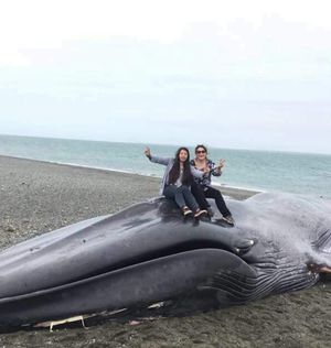 "Киса и Ося были здесь". Жители Чили расписали тушу выброшенного на берег кита