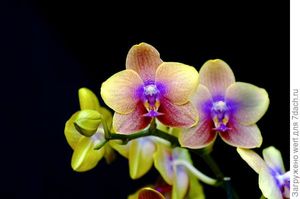 Крупнейшая выставка орхидей открылась в Париже