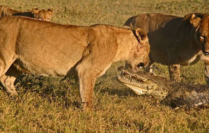 Чудовищная схватка львиц и крокодила попала на камеру