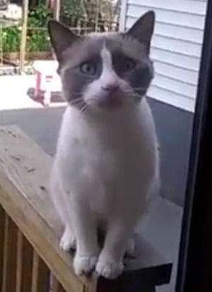 Обаятельный кот отругал хозяйку «человеческим языком» и мигом превратился в звезду YouTube
