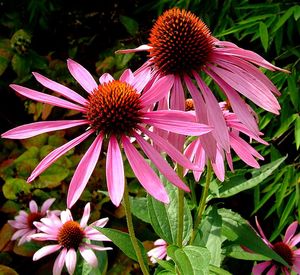 ЭХИНАЦЕЯ (Echinacea) КРАСИВОЕ И ПОЛЕЗНОЕ РАСТЕНИЕ