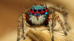 Несколько правдивых истории о пауках