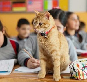 Рыжий уличный кот однажды забрел в школу и теперь работает помощником учителя