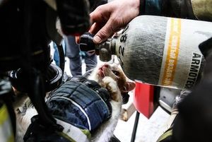 В Волгограде пожарные спасли кота