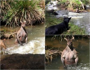 Неожиданная встреча парень с собакой и кенгуру-качок в реке