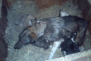 В Омске бездомные люди спасли собаку с 9-ю щенками…