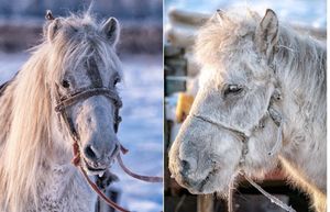 Якутские лошади – удивительные животные, выживающие при экстремально низких температурах