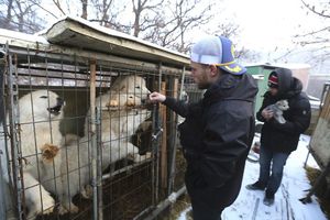 Мужчина спас двух щенков после Олимпиады в Сочи, а после Олимпиады в Корее спас 90 собак с мясной фермы