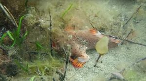У побережья Тасмании засняли на видео очень редкую рыбу с ногами