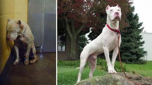 Снимки до и после : Собаки из приюта (85 фото)