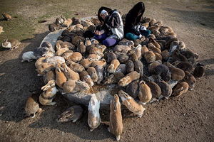 Остров кроликов Окуносима в Японии | Мир путешествий