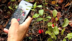 «Shazam для растений» облегчит работу садоводам