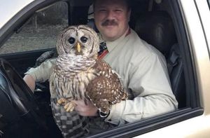 В Мэриленде полицейский спас сову