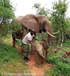 Слониха привела слоненка людям