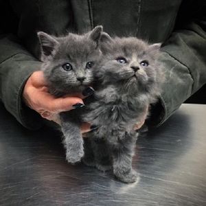 Счастливая история двух котят, спасенных от смертельных морозов