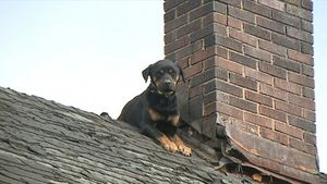 Соседи вызвали спасателей видя, что соседский пес три дня сидит на крыше...
