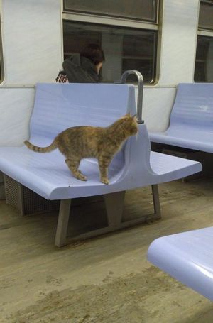 Пушистая безбилетница! :) В петербургской электричке весь день хозяйничала загадочная кошка!