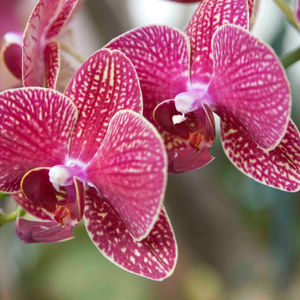 Как правильно ухаживать за орхидеями: ответы для «чайников»
