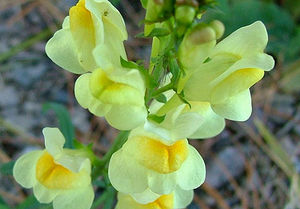 Льнянка (Linaria)